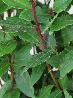 LAURUS NOBILIS