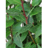 LAURUS NOBILIS
