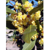 LAURUS NOBILIS