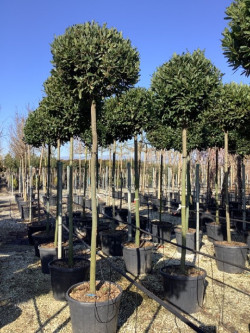 LAURUS NOBILIS