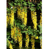 LABURNUM anagyroides