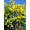 LABURNUM anagyroides
