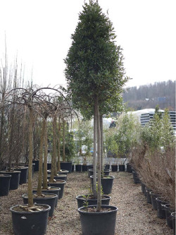 LAURUS NOBILIS