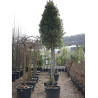 LAURUS NOBILIS