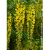 LABURNUM watereri VOSSII