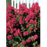 LAGERSTROEMIA BERRY DAZZLE