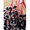 SAMBUCUS nigra