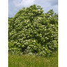 SAMBUCUS nigra