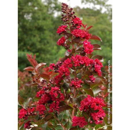 LAGERSTROEMIA DYNAMITE LAGERSTROEMIA DYNAMITE