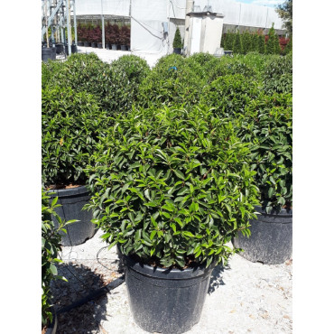 PRUNUS lusitanica En pot forme boule