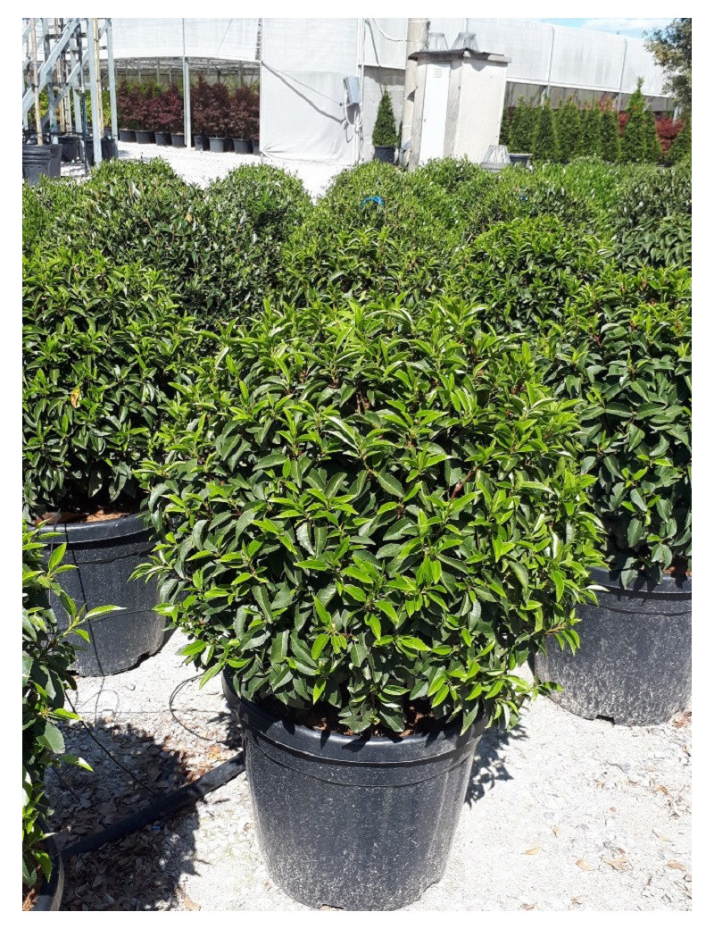 PRUNUS lusitanica En pot forme boule