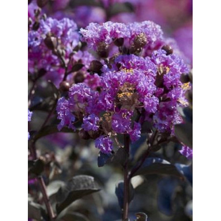 LAGERSTROEMIA BLACK SOLITAIRE LAVENDER LACE LAGERSTROEMIA BLACK SOLITAIRE LAVENDER LACE