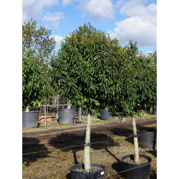 PRUNUS lusitanica En pot forme tige hauteur du tronc 090-110 cm