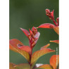 LAGERSTROEMIA CORAL MAGIC