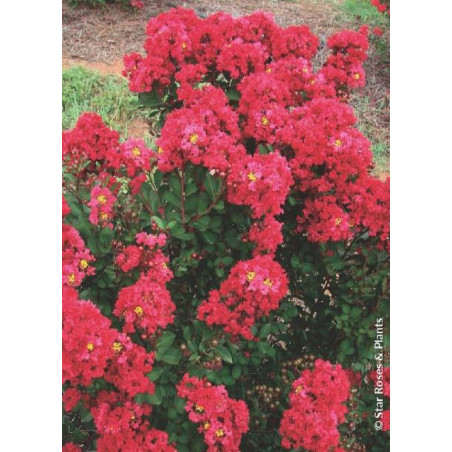 LAGERSTROEMIA ENDURING RED LAGERSTROEMIA ENDURING RED