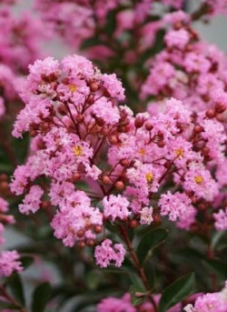 LAGERSTROEMIA EVELINE