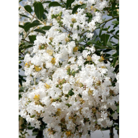 LAGERSTROEMIA KIMONO LAGERSTROEMIA KIMONO