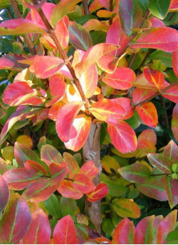 LAGERSTROEMIA MONTBAZILLAC