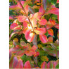 LAGERSTROEMIA MONTBAZILLAC