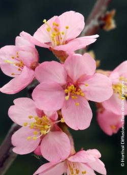 PRUNUS kurilensis RUBY