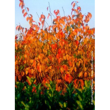 PRUNUS kurilensis RUBY