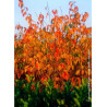 PRUNUS kurilensis RUBY