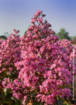 LAGERSTROEMIA RHAPSODY IN PINK