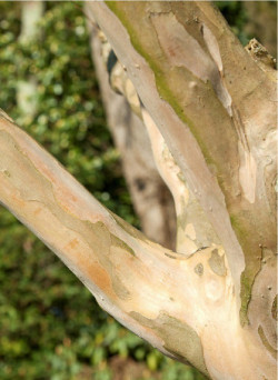 LAGERSTROEMIA ROSE