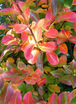 LAGERSTROEMIA ROSE