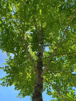 ROBINIA pseudoacacia BESSONIANA