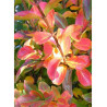 LAGERSTROEMIA SAINT EMILION