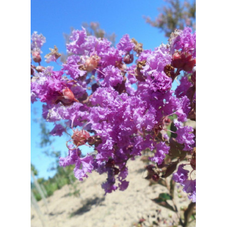 LAGERSTROEMIA TERRE CHINOISE LAGERSTROEMIA TERRE CHINOISE