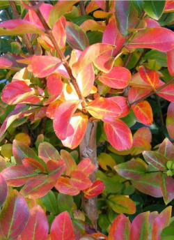 LAGERSTROEMIA TERRE CHINOISE