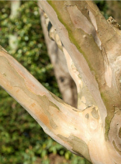 LAGERSTROEMIA VIOLET