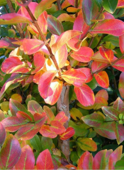 LAGERSTROEMIA VIOLET