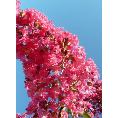 LAGERSTROEMIA YANG TSE LAGERSTROEMIA YANG TSE