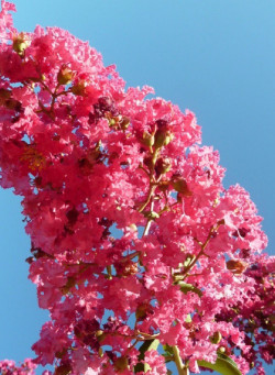LAGERSTROEMIA YANG TSE