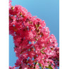 LAGERSTROEMIA YANG TSE