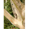 LAGERSTROEMIA YANG TSE