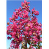 LAGERSTROEMIA YANG TSE