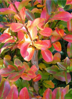 LAGERSTROEMIA YANG TSE