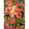 LAGERSTROEMIA YANG TSE