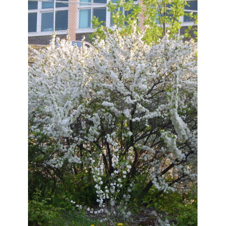 PRUNUS glandulosa ALBA PLENA PRUNUS glandulosa ALBA PLENA