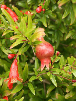 PUNICA granatum