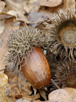 chene-chevelu-quercus-cerris-1.jpg