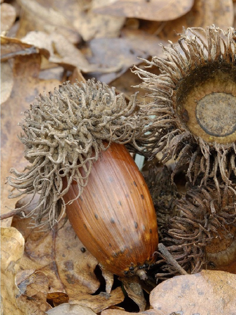 chene-chevelu-quercus-cerris-1.jpg