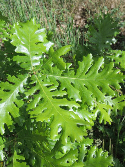 QUERCUS frainetto 