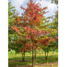 QUERCUS palustris