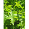 QUERCUS palustris
