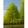 QUERCUS palustris